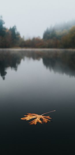 [2436x1125]郊外 湖泊 落叶 枫叶 苹果手机壁纸图片