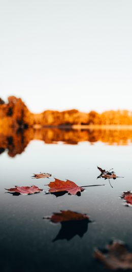 [2436x1125]郊外 湖泊 落叶 枫叶 美景 苹果手机壁纸图片