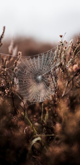 [2436x1125]郊外 绿植 蜘蛛网 自然景象 苹果手机壁纸图片