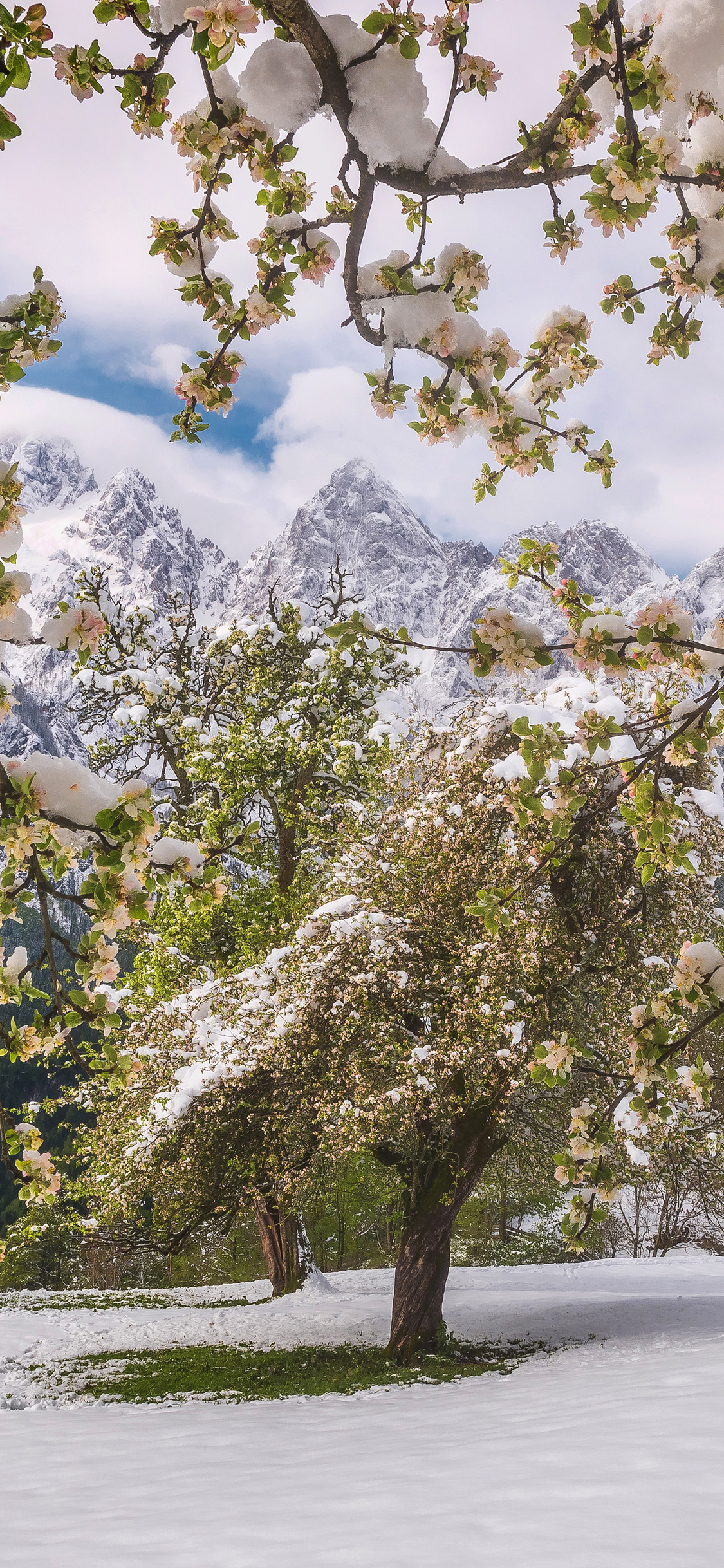 [2436×1125]郊外 美景 树木 白雪覆盖 苹果手机壁纸图片