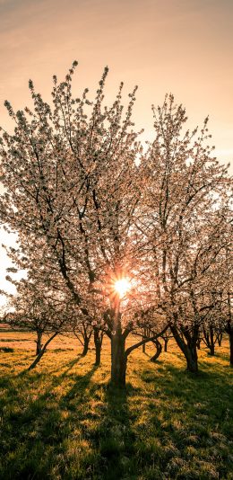 [2436x1125]郊外 美景 树木 鲜花 阳光 苹果手机壁纸图片