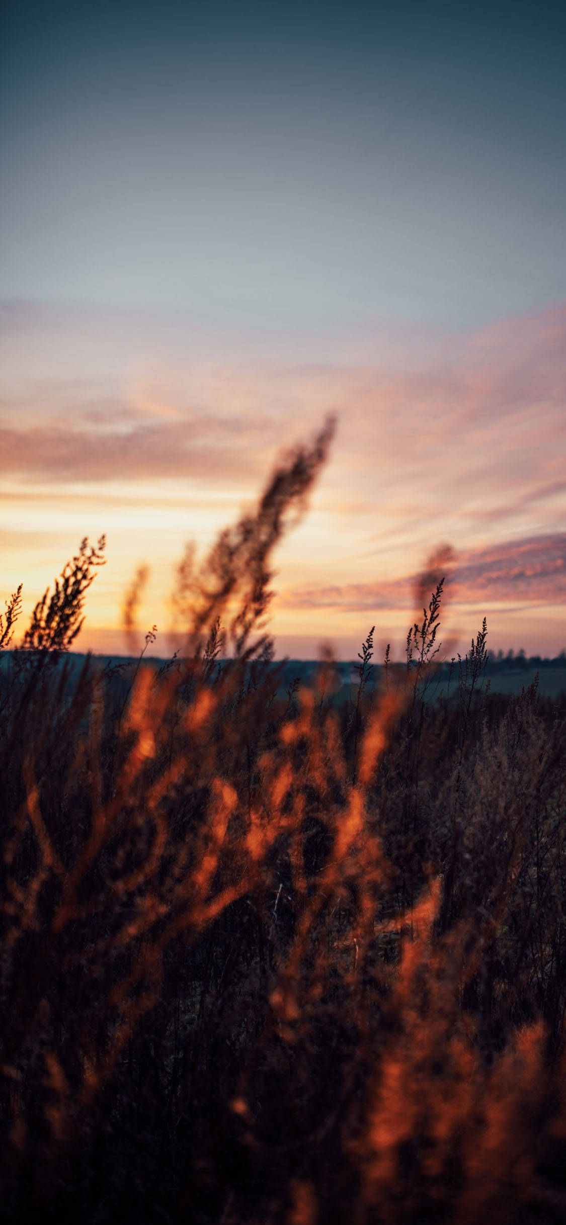 [2436×1125]郊外 自然 天空 芦苇 苹果手机壁纸图片