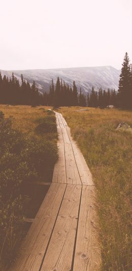 [2436x1125]郊外 自然 木桥 森系 苹果手机壁纸图片