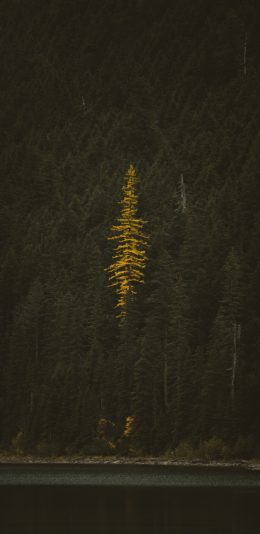 [2436x1125]郊外 自然 森林 林木 黄色 苹果手机壁纸图片