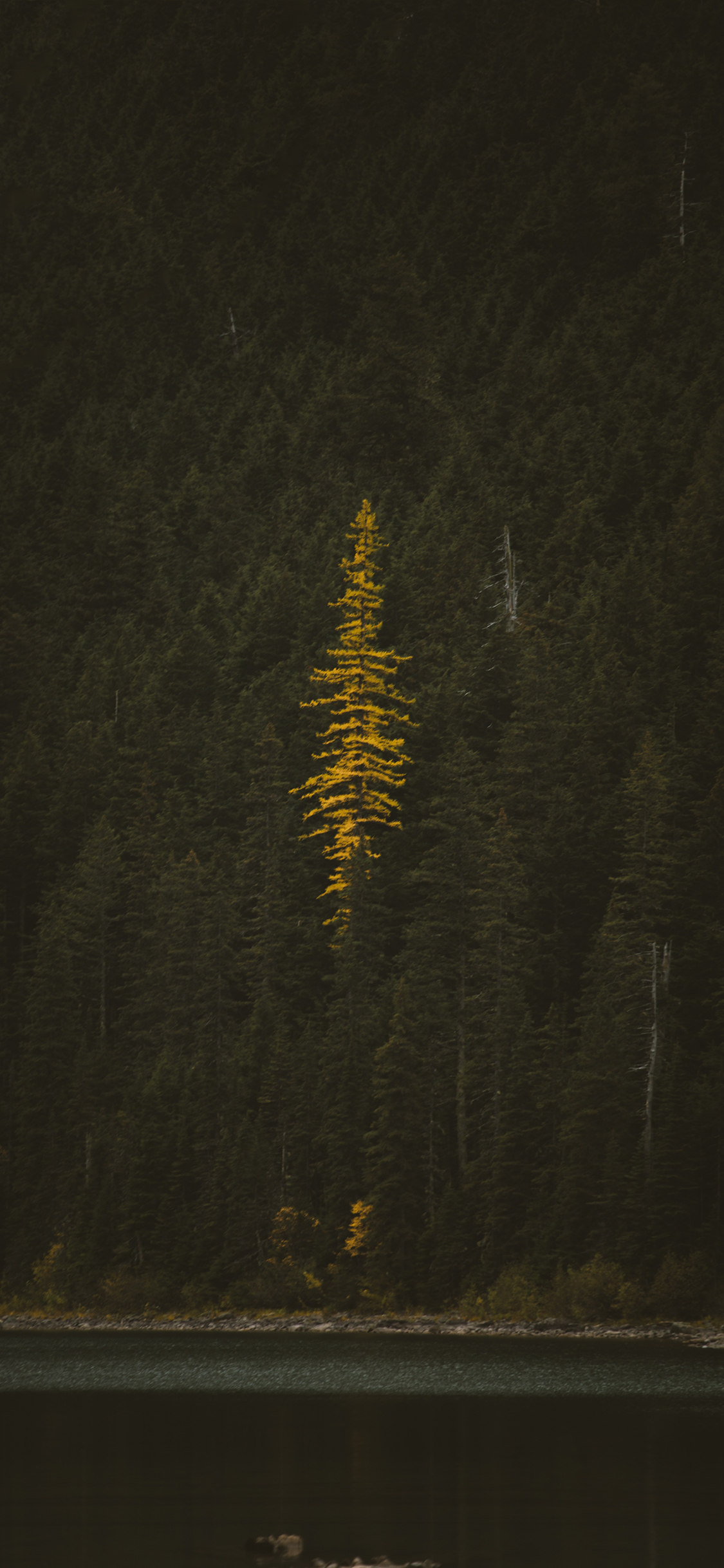 [2436×1125]郊外 自然 森林 林木 黄色 苹果手机壁纸图片