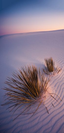 [2436x1125]郊外 自然 沙漠 绿植 草 苹果手机壁纸图片