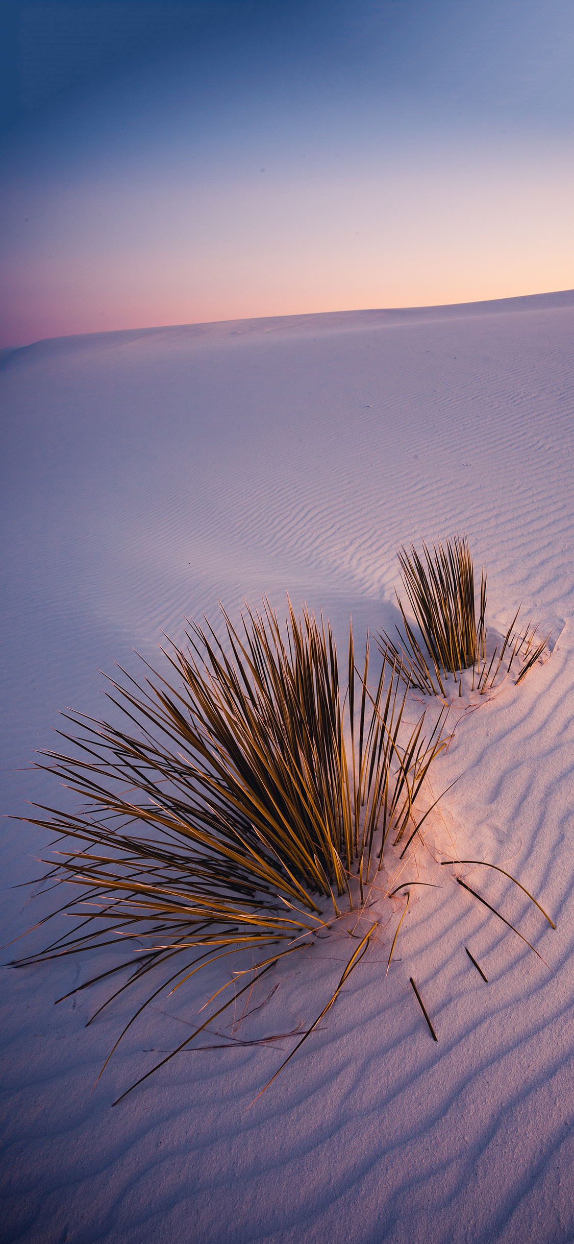 [2436×1125]郊外 自然 沙漠 绿植 草 苹果手机壁纸图片