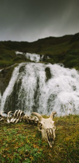 [2436x1125]郊外 自然 瀑布 动物骸骨 羊骨 苹果手机壁纸图片