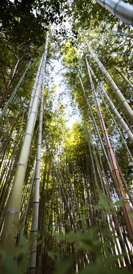 [2436x1125]郊外 自然 竹林 绿意 苹果手机壁纸图片