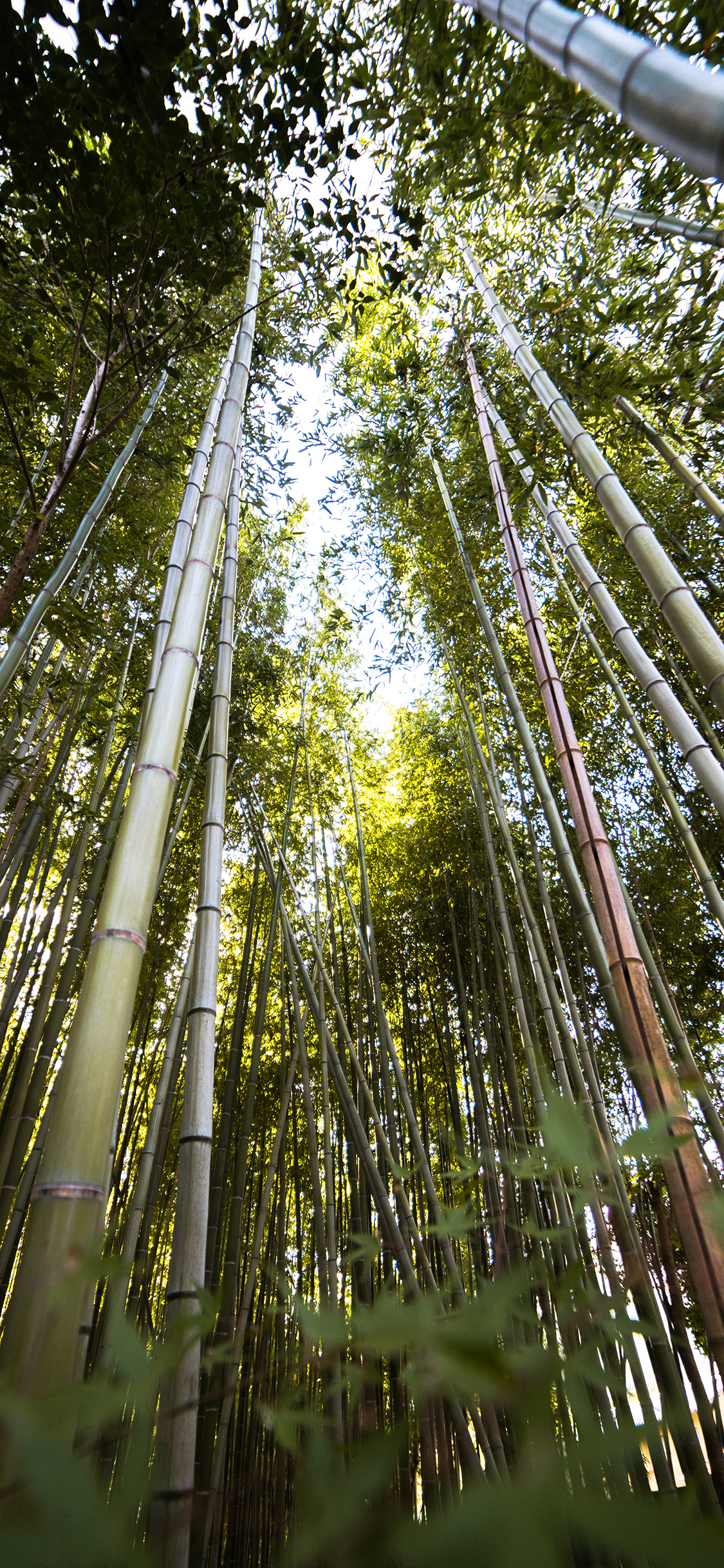[2436×1125]郊外 自然 竹林 绿意 苹果手机壁纸图片