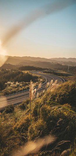 [2436x1125]郊外 自然 芦苇 阳光 美景 苹果手机壁纸图片