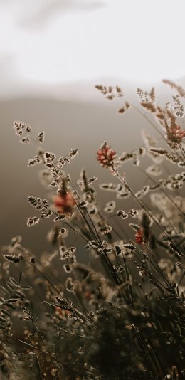 [2436x1125]郊外 自然美景 野花 苹果手机壁纸图片