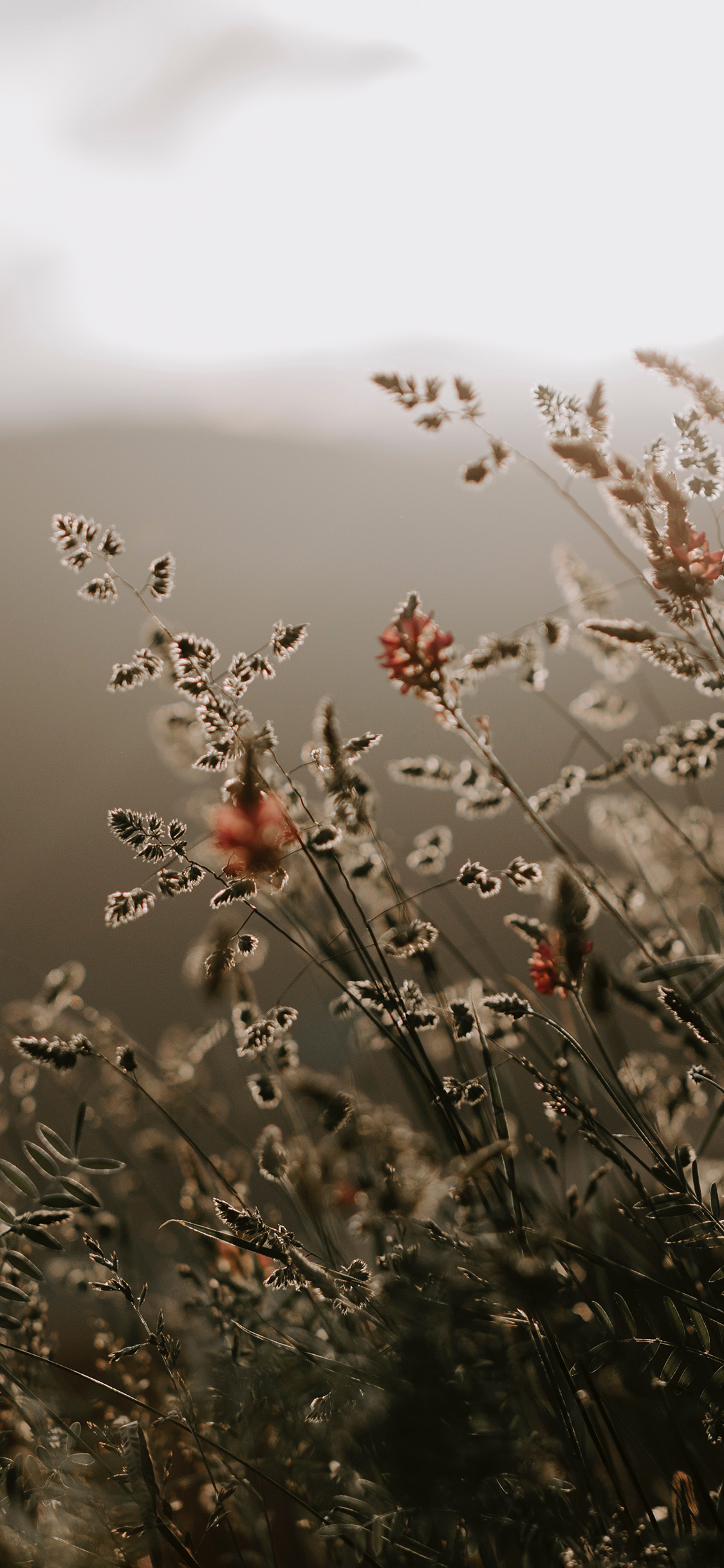[2436×1125]郊外 自然美景 野花 苹果手机壁纸图片