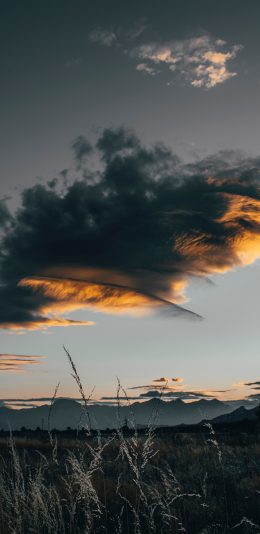 [2436x1125]郊外 芦苇丛 云空 自然美景 苹果手机壁纸图片