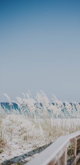 [2436x1125]郊外 芦苇丛 唯美 清新 苹果手机壁纸图片
