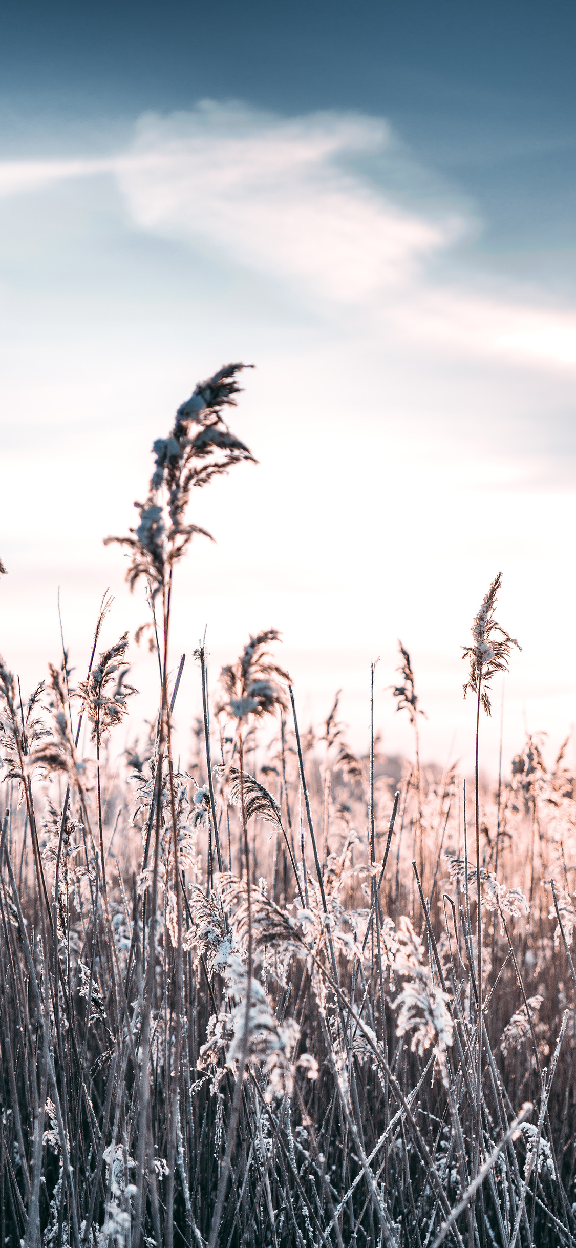 [2436×1125]郊外 芦苇丛 阳光 唯美 苹果手机壁纸图片