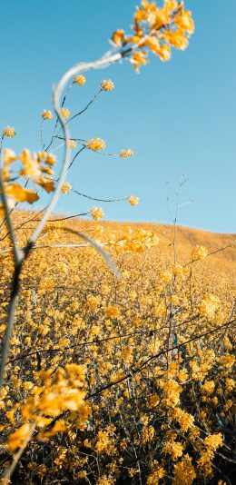 [2436x1125]郊外 花田 黄色鲜花 唯美 苹果手机壁纸图片