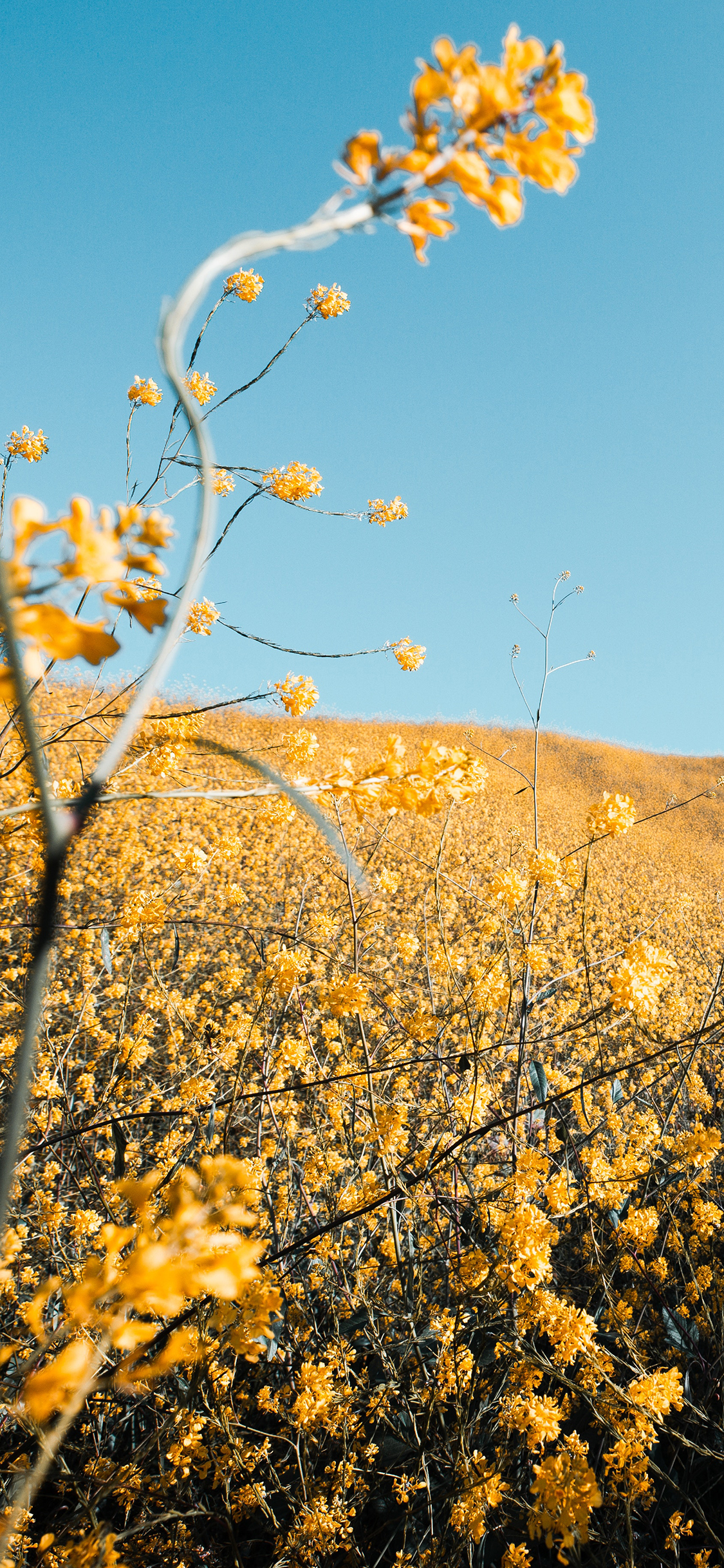 [2436×1125]郊外 花田 黄色鲜花 唯美 苹果手机壁纸图片
