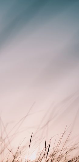 [2436x1125]郊外 草丛 朦胧 唯美 苹果手机壁纸图片