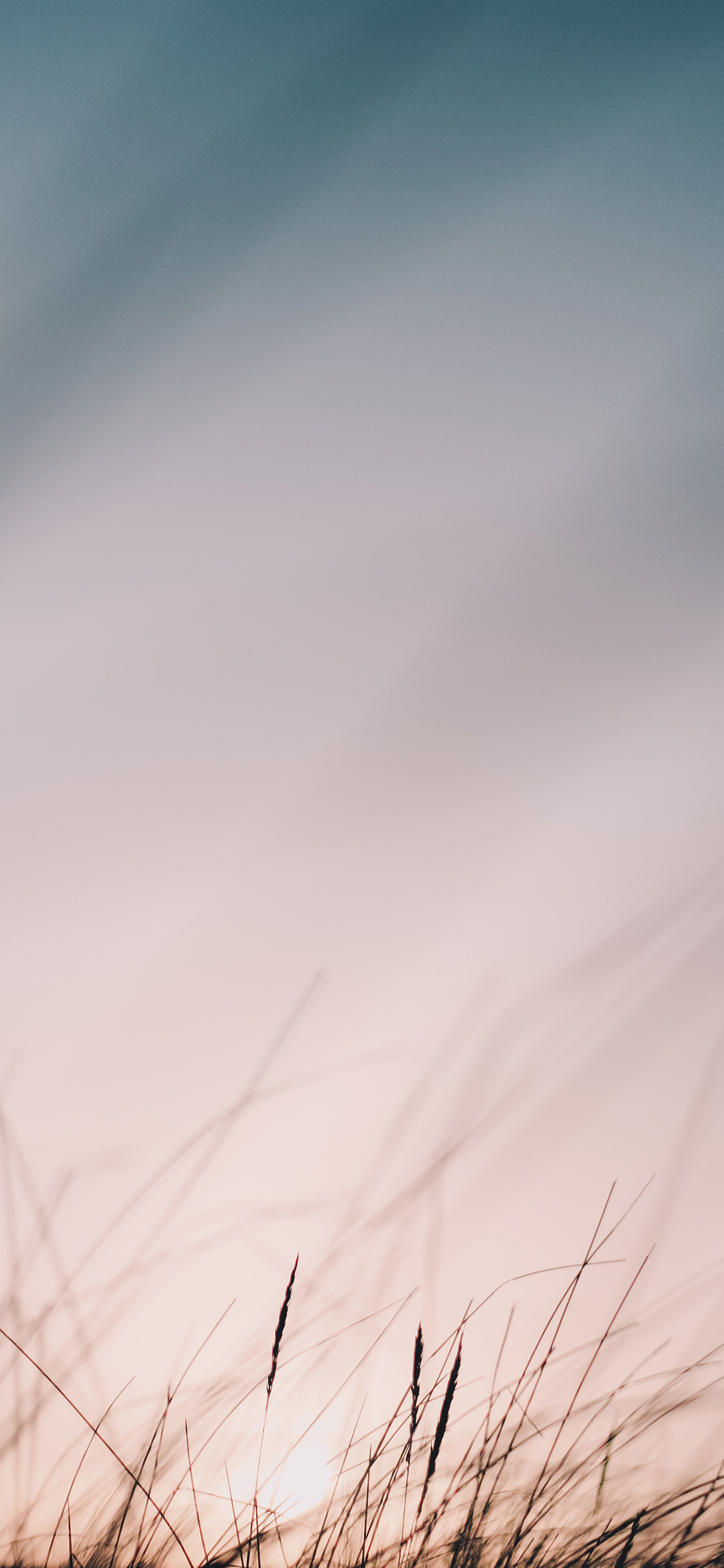 [2436×1125]郊外 草丛 朦胧 唯美 苹果手机壁纸图片