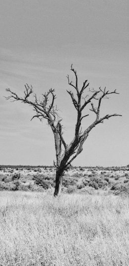 [2436x1125]郊外 草丛 树木 干枯 黑白 苹果手机壁纸图片