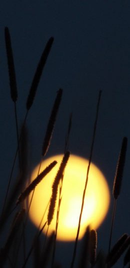 [2436x1125]郊外 草丛 狗尾草 月亮 夜景 苹果手机壁纸图片