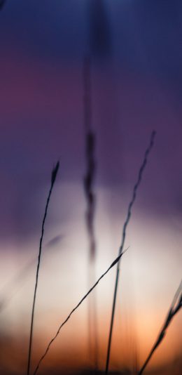 [2436x1125]郊外 草丛 虚化 滤镜 苹果手机壁纸图片