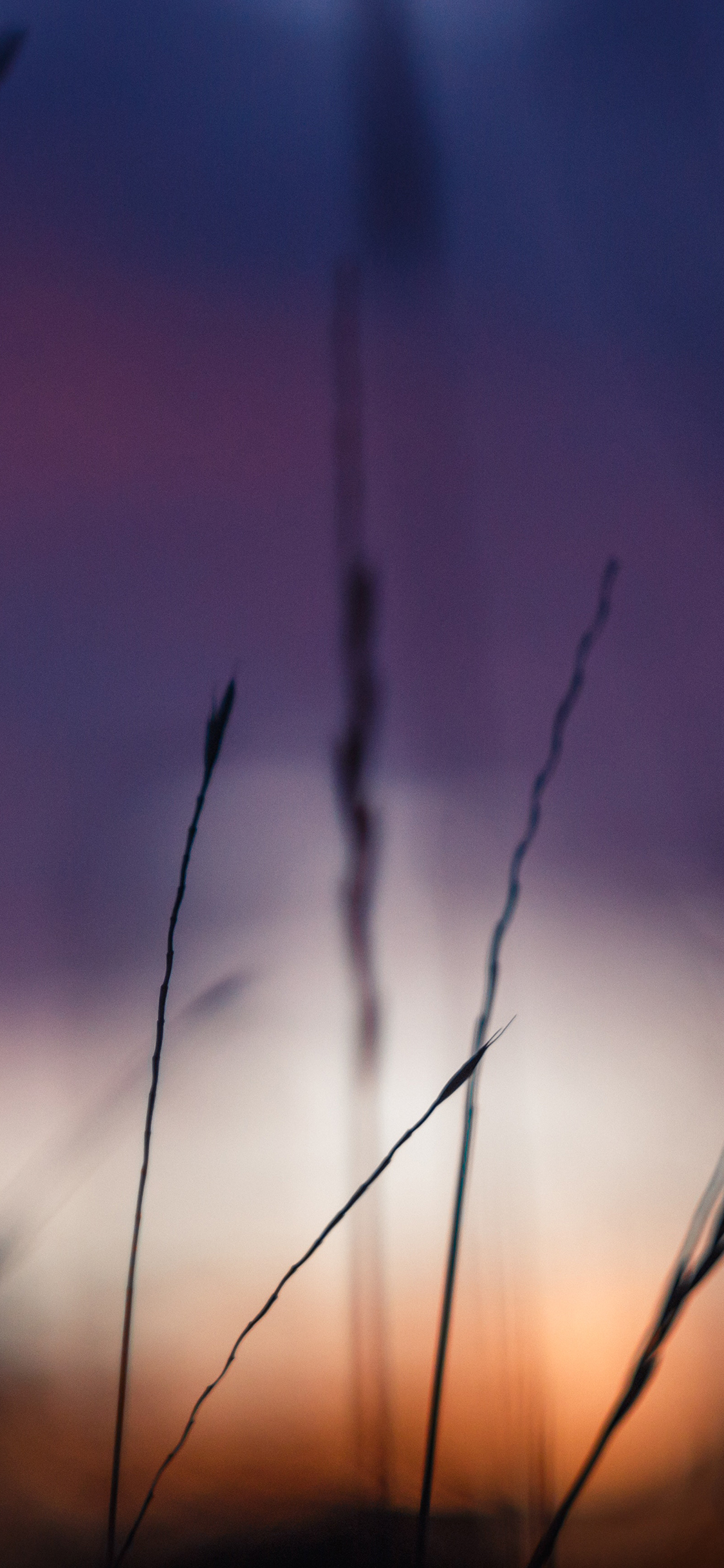 [2436×1125]郊外 草丛 虚化 滤镜 苹果手机壁纸图片