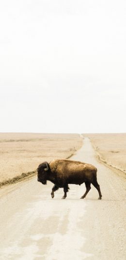 [2436x1125]郊外 草原 道路 牦牛 苹果手机壁纸图片
