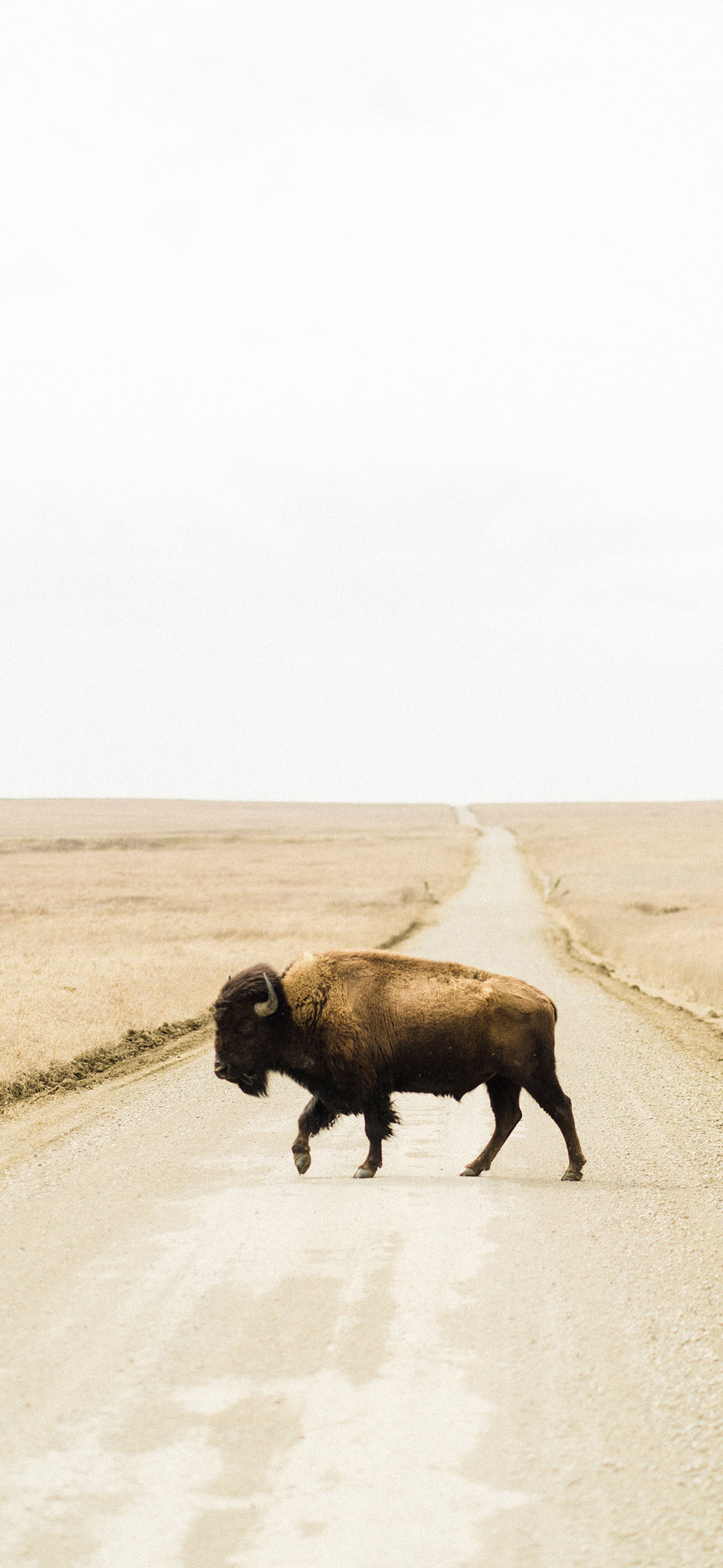 [2436×1125]郊外 草原 道路 牦牛 苹果手机壁纸图片