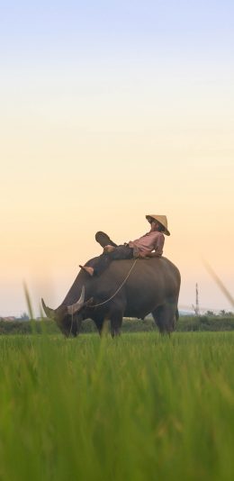 [2436x1125]郊外 草地 放牛 闲情逸致 苹果手机壁纸图片