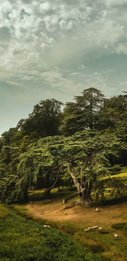 [2436x1125]郊外 草坪 树木 阴天 苹果手机壁纸图片