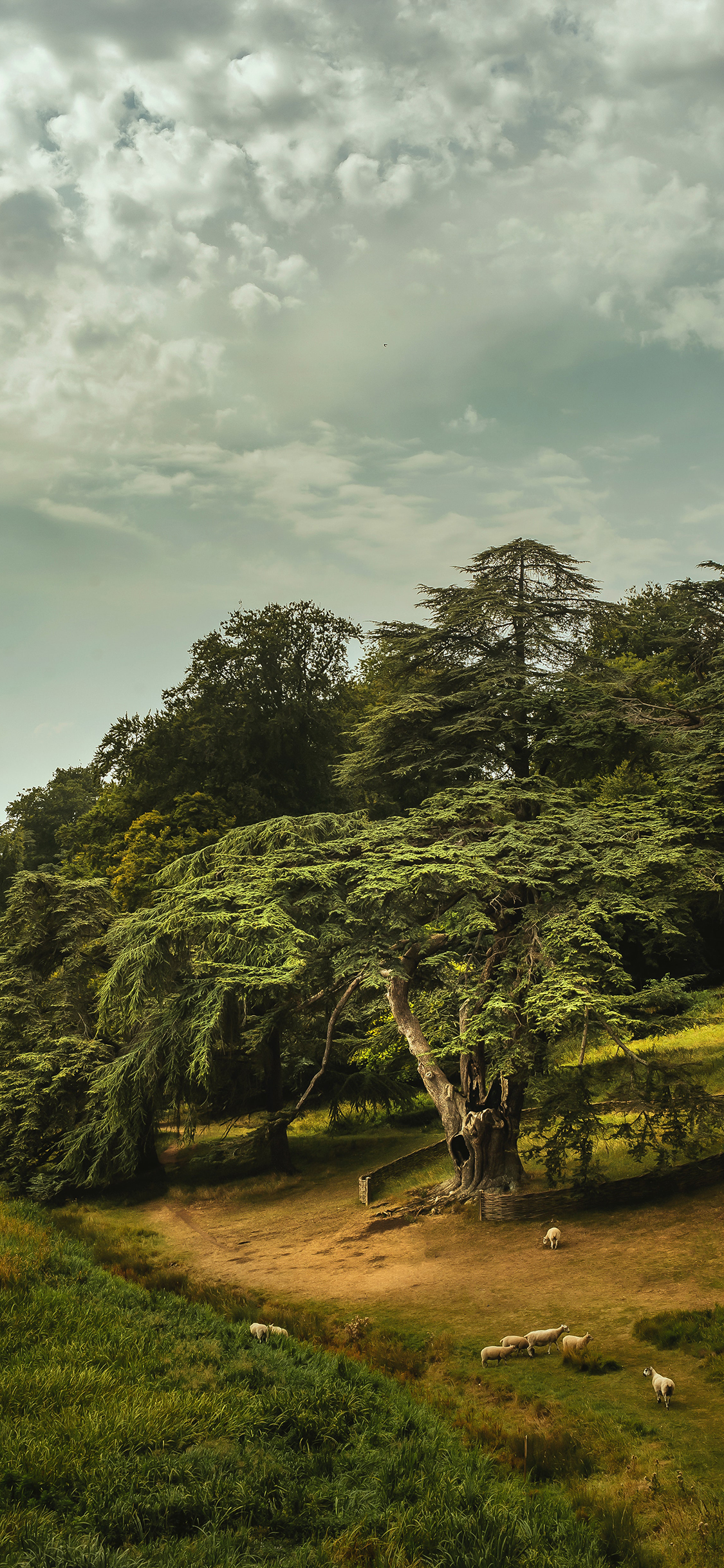 [2436×1125]郊外 草坪 树木 阴天 苹果手机壁纸图片