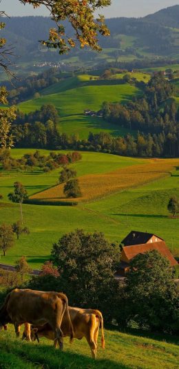[2436x1125]郊外 草坪 牛 草地 苹果手机壁纸图片