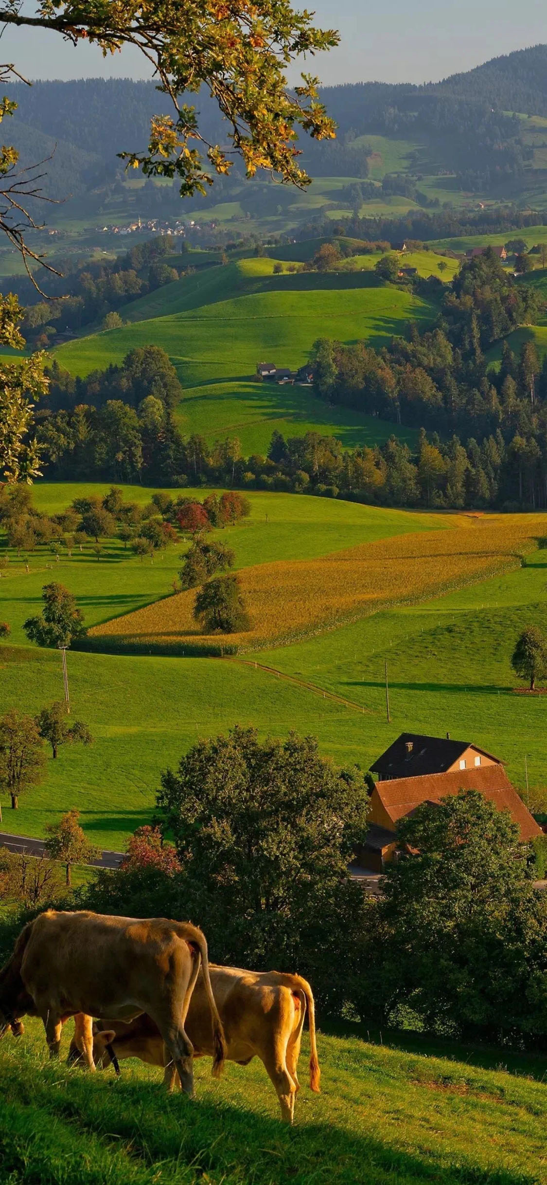 [2436×1125]郊外 草坪 牛 草地 苹果手机壁纸图片