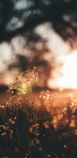 [2436x1125]郊外 草坪 自然美景 阳光 苹果手机壁纸图片