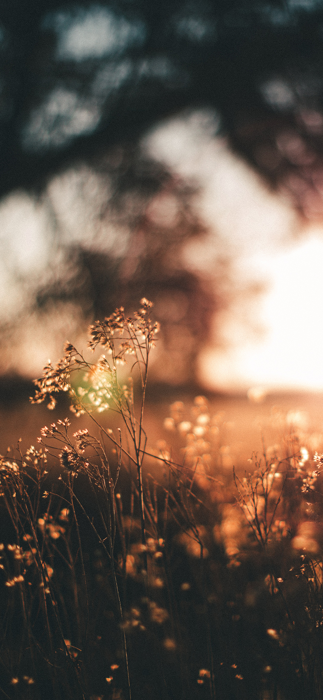 [2436×1125]郊外 草坪 自然美景 阳光 苹果手机壁纸图片