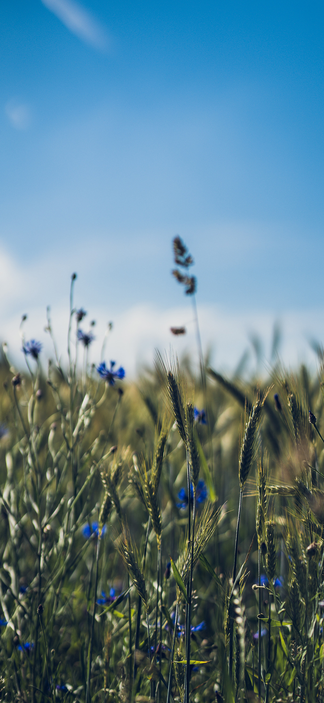 [2436×1125]郊外 草坪 野花 蓝色 苹果手机壁纸图片