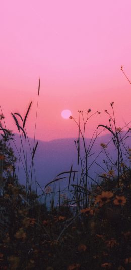 [2436x1125]郊外 落日 花丛 自然美景 苹果手机壁纸图片