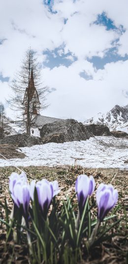 [2436x1125]郊外 蓝天白云 树木 鲜花 紫色 苹果手机壁纸图片