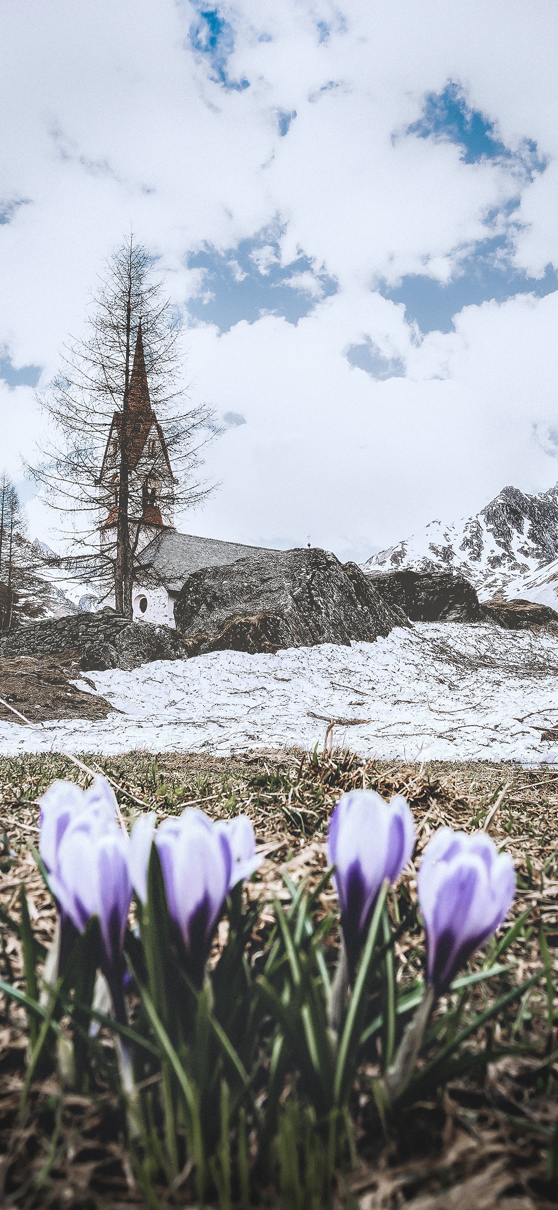 [2436×1125]郊外 蓝天白云 树木 鲜花 紫色 苹果手机壁纸图片