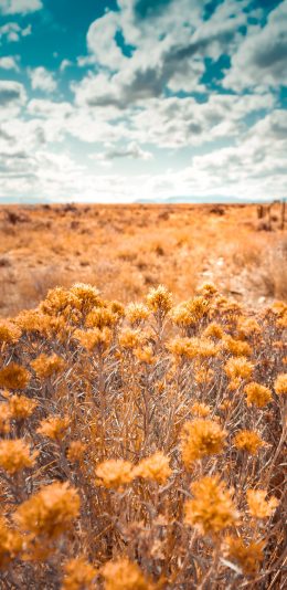[2436x1125]郊外 蓝天白云 花丛 黄色 美景