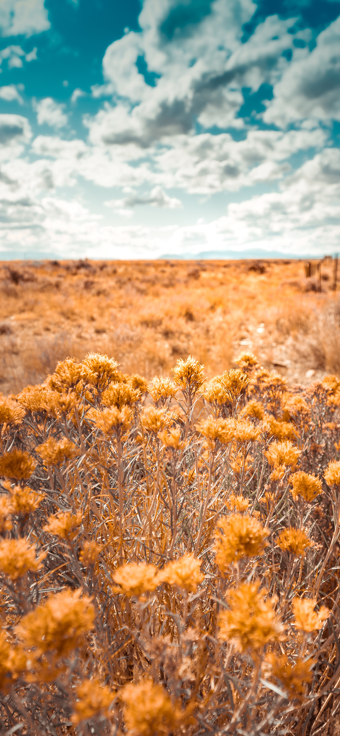 [2436×1125]郊外 蓝天白云 花丛 黄色 美景