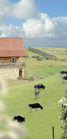 [2436x1125]郊外 蓝天白云 草坪 奶牛（取自微博：尼脑子瓦特啦） 苹果手机壁纸图片