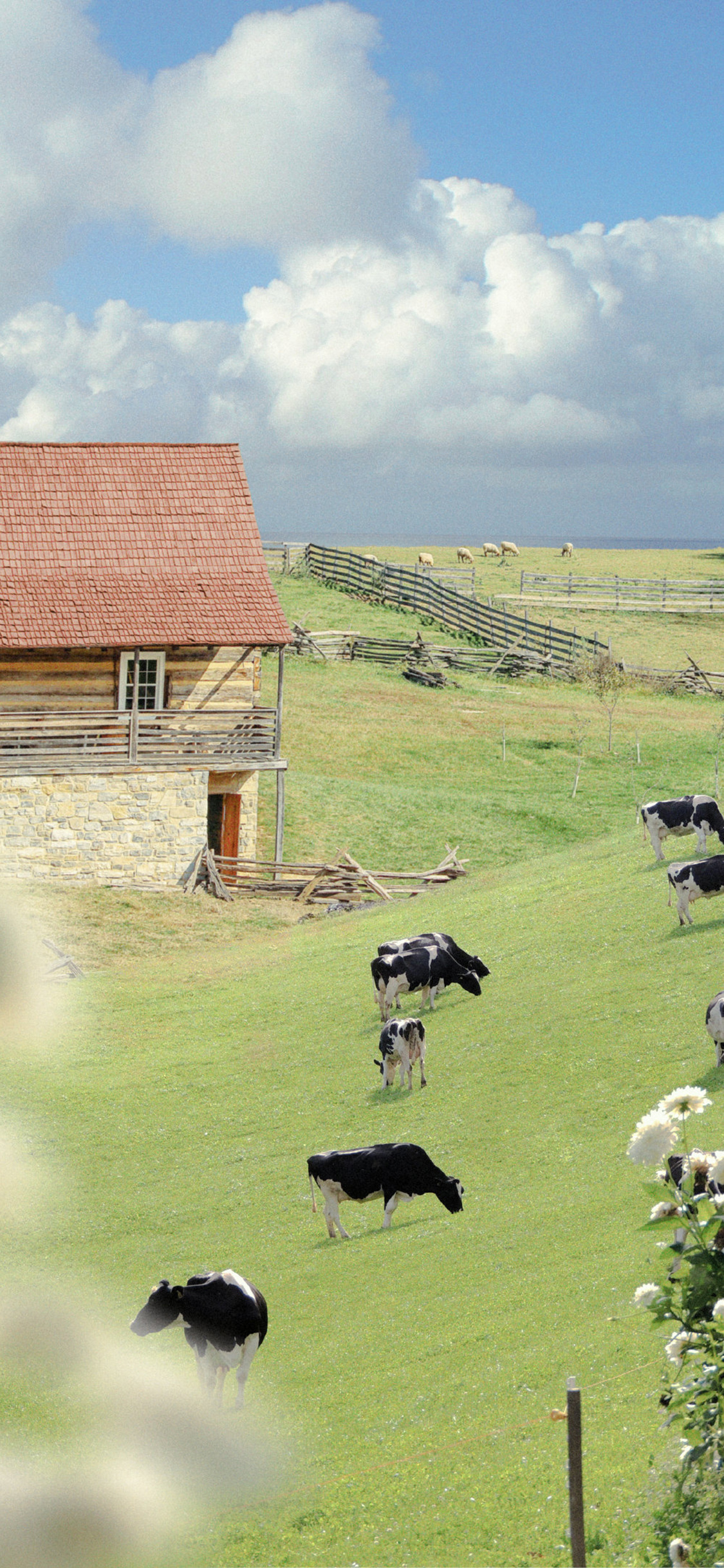 [2436×1125]郊外 蓝天白云 草坪 奶牛（取自微博：尼脑子瓦特啦） 苹果手机壁纸图片