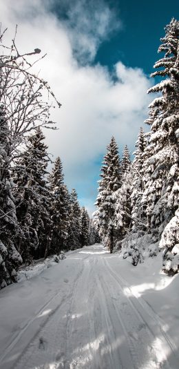 [2436x1125]郊外 蓝天白云 雪景 树木 白雪覆盖 苹果手机壁纸图片