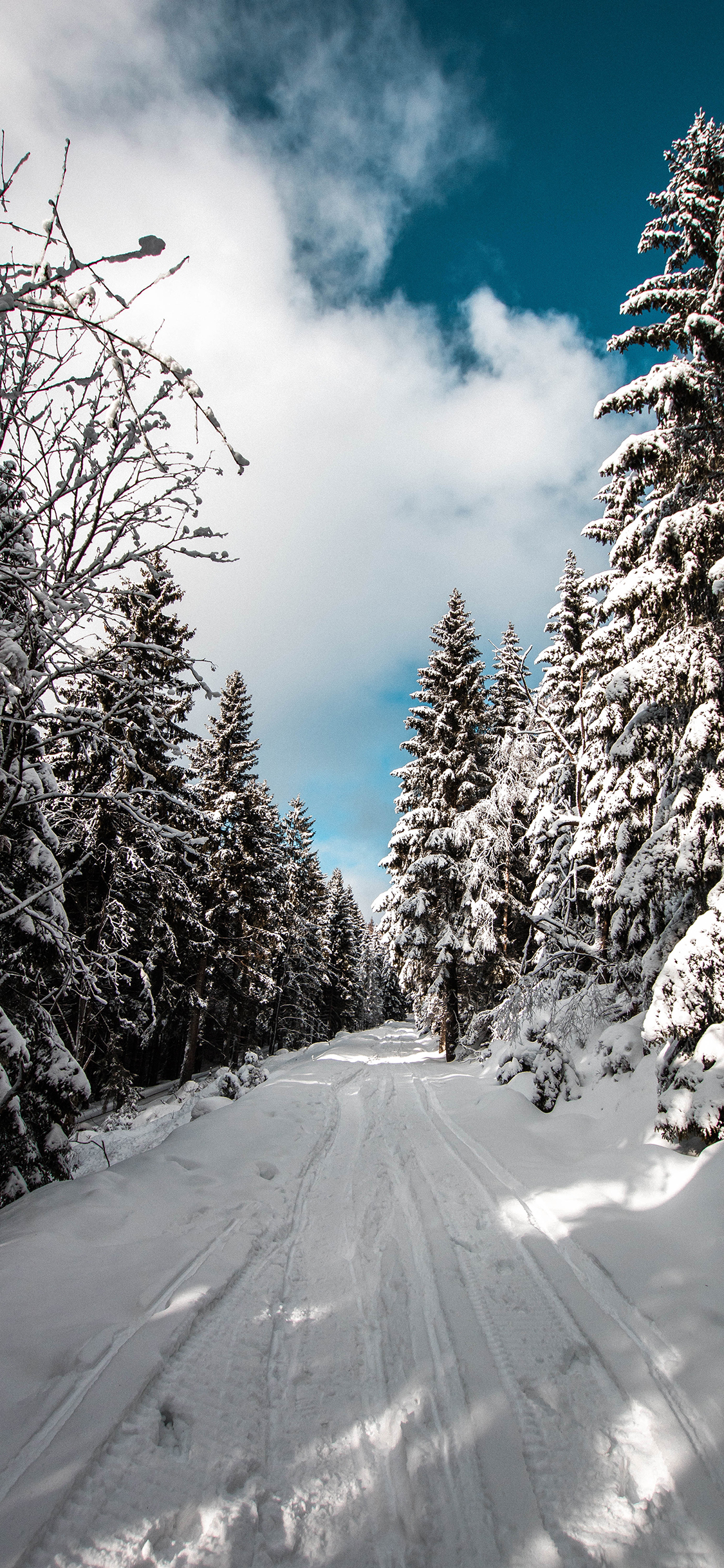 [2436×1125]郊外 蓝天白云 雪景 树木 白雪覆盖 苹果手机壁纸图片