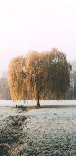 [2436x1125]郊外 雪地 白雪覆盖 柳树 苹果手机壁纸图片