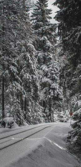 [2436x1125]郊外 风景 树木 白雪覆盖 冬天 苹果手机壁纸图片