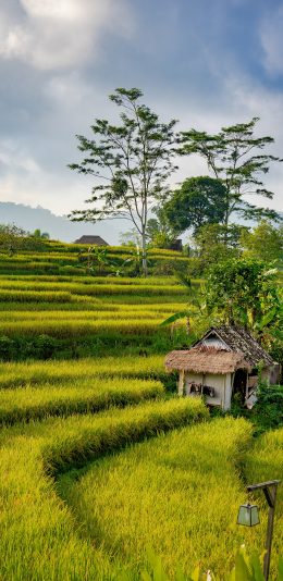 [2436x1125]郊外美景 稻田 绿意 清新 苹果手机壁纸图片